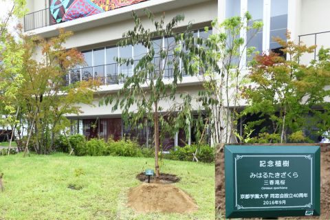 三春滝桜