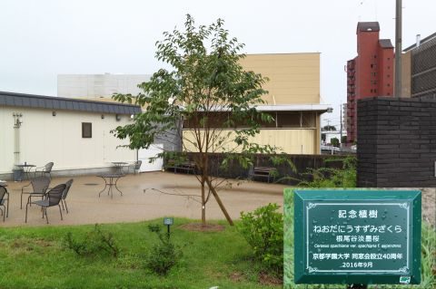 根尾谷薄墨桜