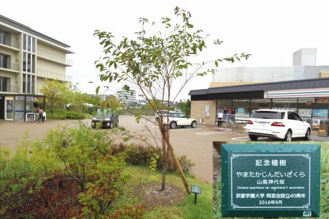 山高神代桜