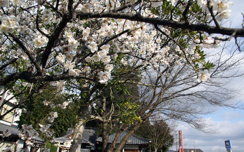 神蔵寺の梅